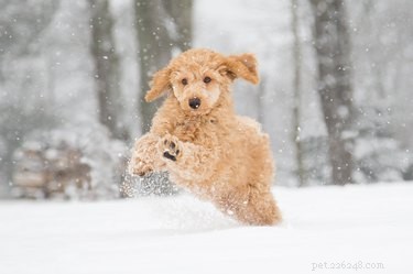 É seguro para os cães comerem neve?