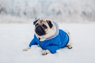 È sicuro che i cani mangino la neve?