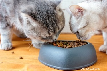 Qual ​​é a diferença entre comida de cachorro e comida de gato?
