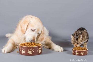 Jaký je rozdíl mezi krmivem pro psy a krmivem pro kočky?