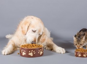 Jaký je rozdíl mezi krmivem pro psy a krmivem pro kočky?