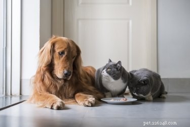 Qual ​​é a diferença entre comida de cachorro e comida de gato?