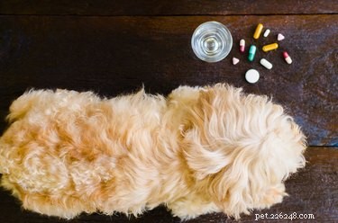 Moet ik mijn hond probiotica geven?