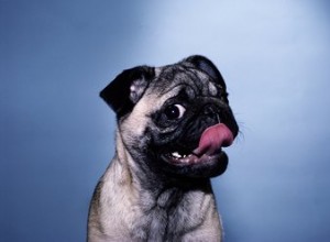 Que dois-je faire si mon chien mange du rouge à lèvres ?