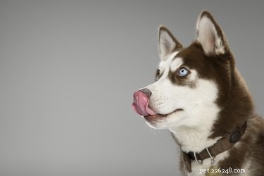 Wat moet ik doen als mijn hond chapstick eet?