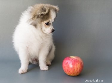 Os cães podem comer compota de maçã?