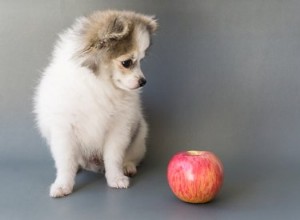 Kunnen honden appelmoes eten?