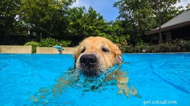 Cães podem nadar em piscinas de cloro?