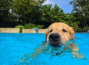 Cães podem nadar em piscinas de cloro?