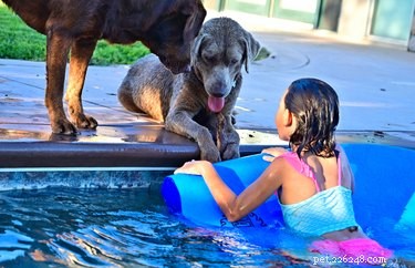 Mohou psi plavat v bazénech s chlórem?