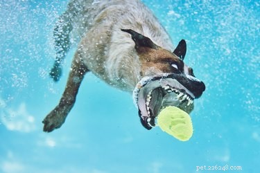 개는 염소 수영장에서 수영할 수 있습니까?
