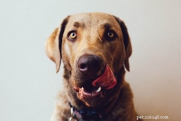 Kunnen honden pepermunt eten?