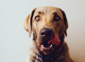 I cani possono mangiare la menta piperita?