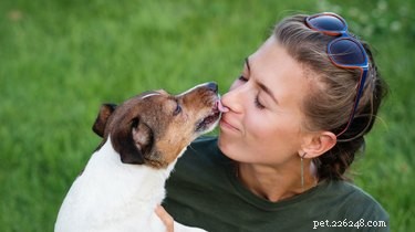 As bocas dos cães são mais limpas do que as humanas?