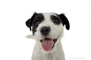 Являются ли собачьи рты чище, чем человеческие?