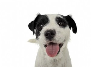 犬の口は人間の口よりもきれいですか？ 