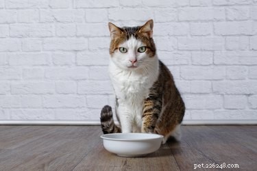 Jak často byste měli čistit misky pro psy nebo kočky?