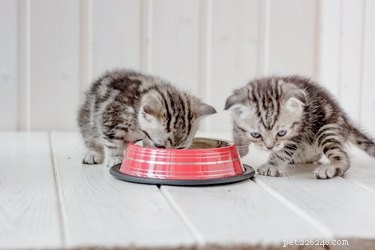 개 또는 고양이 그릇을 얼마나 자주 청소해야 합니까?