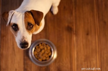 Os cães podem ter alergia ao glúten?