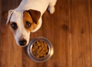 Kunnen honden een glutenallergie hebben?