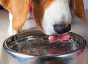 Wat kunnen honden drinken naast water?