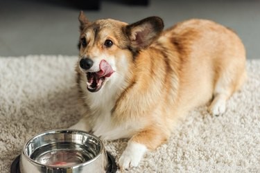 Vad kan hundar dricka förutom vatten?