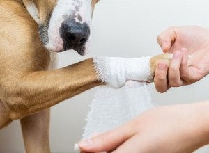Cosa devo fare se il mio cane viene tagliato?