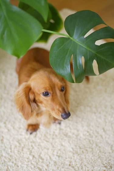 Är filodendron giftigt för katter och hundar?