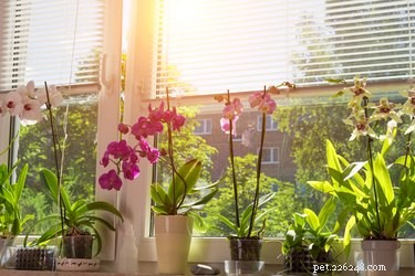 Zijn orchideeën giftig voor katten en honden?