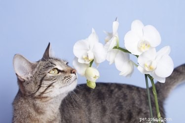 Le orchidee sono velenose per cani e gatti?