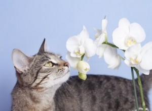 Jsou orchideje jedovaté pro kočky a psy?
