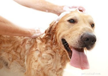 Jaký je rozdíl mezi šamponem pro psy a lidským šamponem?