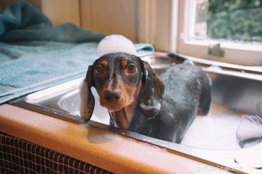 Jaký je rozdíl mezi šamponem pro psy a lidským šamponem?