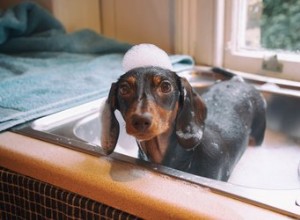 Qual ​​é a diferença entre shampoo para cães e shampoo para humanos?