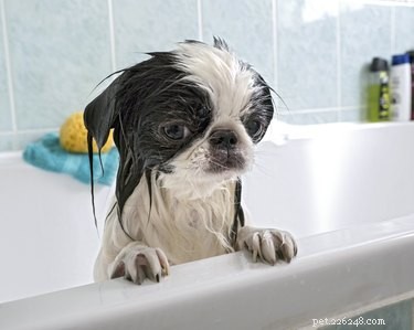 Qual ​​é a diferença entre shampoo para cães e shampoo para humanos?