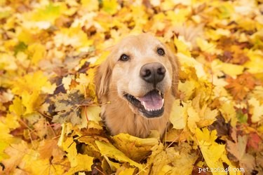 É seguro para os cães brincarem em pilhas de folhas?