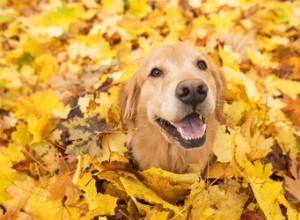 Безопасно ли для собак играть в куче листьев?