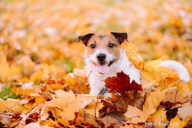 È sicuro per i cani giocare tra mucchi di foglie?