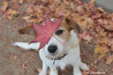 É seguro para os cães brincarem em pilhas de folhas?