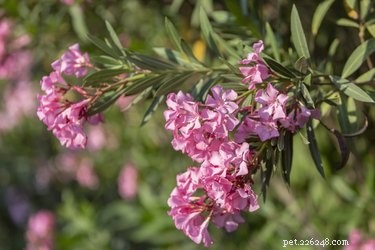 Is Oleander giftig voor katten en honden?