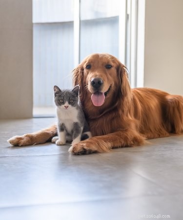 Är malkulor skadliga för katter och hundar?