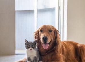 Jsou naftalínové kuličky škodlivé pro kočky a psy?