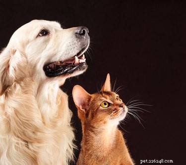 금잔화는 고양이와 개에게 유독합니까?