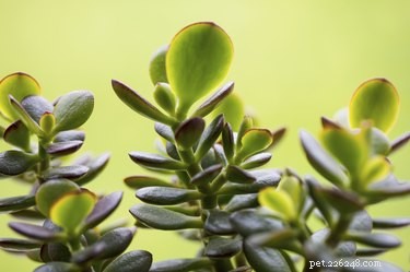 Är jadeväxter giftiga för hundar och katter?