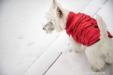 犬のための冬の安全のヒント 