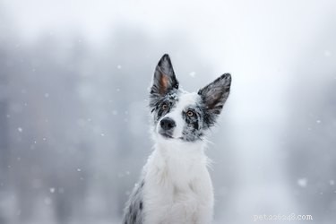 개를 위한 겨울 안전 수칙