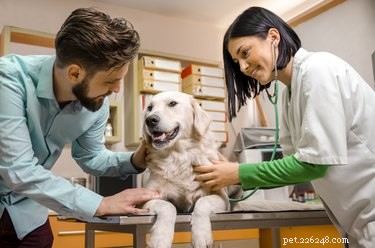 Cosa fare con una fattura veterinaria che non ti puoi permettere