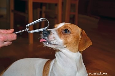 Kunnen honden slagroom eten?