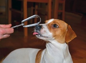 Могут ли собаки есть взбитые сливки?