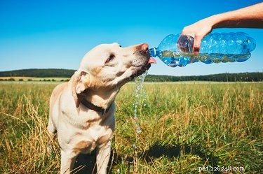 Могут ли собаки пить газированную воду?